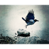 Crow's Flight