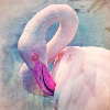 Flamingo in pastel light