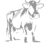 Motif de vache – Charme campestre