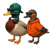 Duck couple in cool look