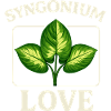 Syngonium Love