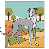 Italian Greyhound
