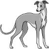 Italian Greyhound