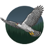 Goshawk Accipiter Gentilis Bird of Prey