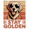 Golden Labrador Retriever Stay Golden