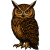 Brown Owl Gaze