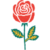 Red Rose Hand Drawing