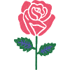 Pink Rose Graphic Lines