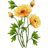 Fleur