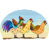 Rooster and chickens