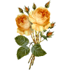 Fleur