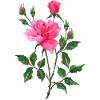 Fleur