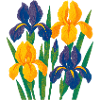Iris Harmony: Golden and Indigo Blooms