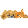 Pekingeserhund und Ginger Maine Coon-Katze