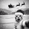 Cat Selfie with Santa Funny Christmas