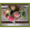 Lychee fruit