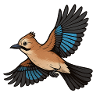 jay