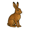 Brown hare