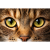 Cat Eye Close Up