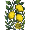 Lemon Branch Botanical Print