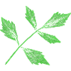Leaf - Lovage / Herb Plant