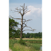 Abandoned tree by the water