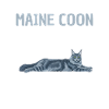 Maine Coon Commande Tu Obéis