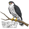 Goshawk Accipiter Gentilis Bird of Prey