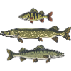 Perch, pike, zander, fishing, fishing