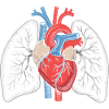 Herz-Lungen Anatomie Kunstdruck
