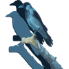 Crow's Luck