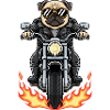 Cool Biker Pug Motorcycle Flammes