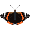 Papillons : L’Amiral