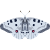 Papillons : L’Apollon rouge