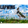 LAPWING