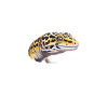 Leopard Gecko Life is Better