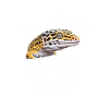 Life is Better with Leopard Gecko