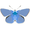 Papillons : Le bleu commun