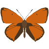 Butterflies: The Great Fire Butterfly