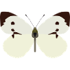 Butterflies: The Great Cabbage White