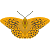 Butterflies: The Emperor's Mantle