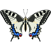 Butterflies: The swallowtail