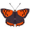 Butterflies: The Little Fire Butterfly