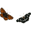 Schmetterlinge: Das Landkärtchen