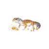 LeopardGeckos Okay – Floral Motif