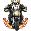 Cool Biker Bulldog Moto Flammes