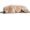 Yellow Golden Labrador Dog Nope 