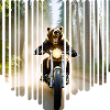 Forest Bear Motorcycle Adventure