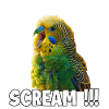 Creative Gifts Bird Friends Budgie
