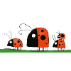 funny ladybugs